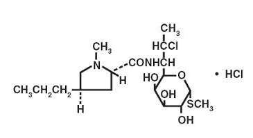 clindamycin hydrochloride