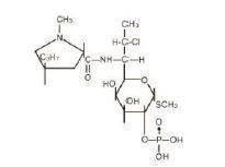 CLEOCIN PHOSPHATE