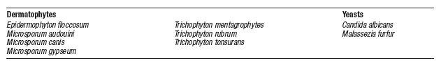 Econazole Nitrate